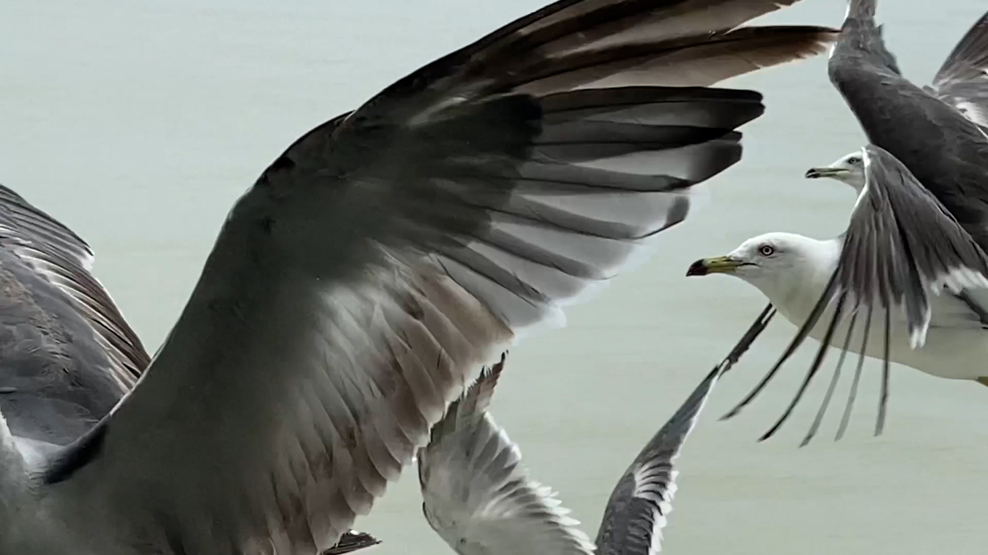 Eiko Otake, Seagulls