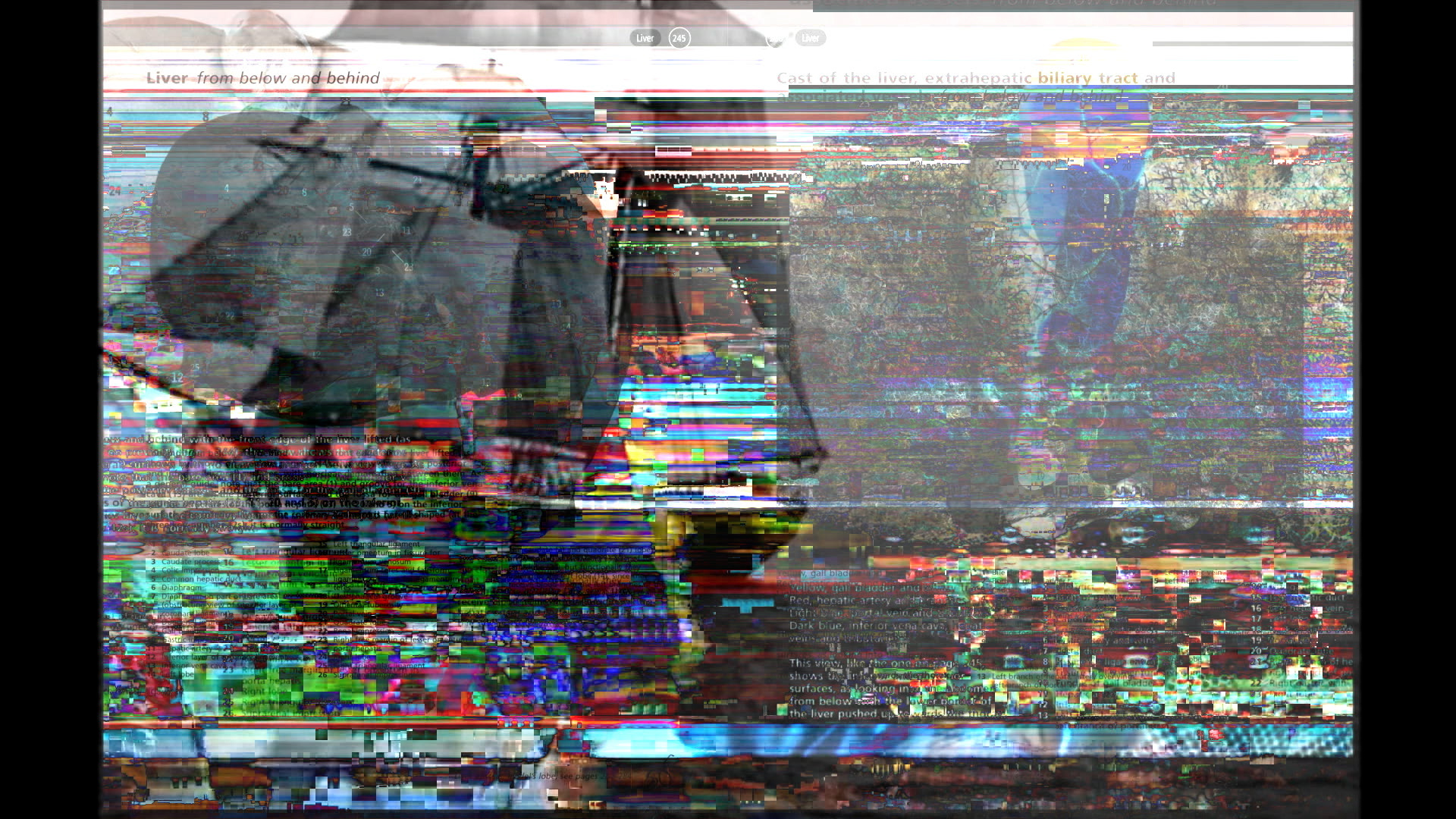 Pilgrims cartel / Unclassified, Colectivo Los Ingrávidos