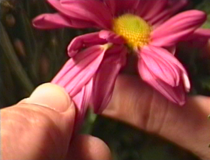 The Plucking of the Succulents