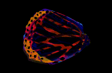 Fairy, Colectivo Los Ingrávidos