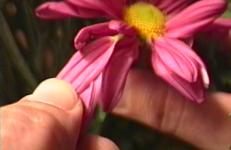 The Plucking of the Succulents