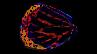 Fairy, Colectivo Los Ingrávidos