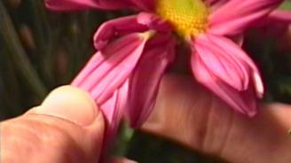 The Plucking of the Succulents