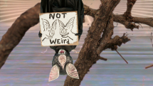 Not Yet Out Of The Woods, Jennet Thomas